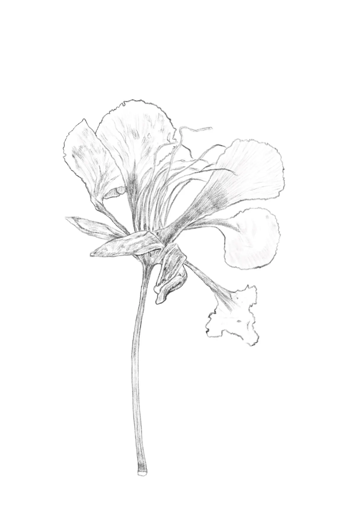 PPLM — flor